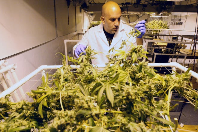 Joel Allcock, the Director of Cultivation, harvests buds from a mature plant at the Thomas C. Slater Compassion Center in Providence in this 2014 file photo. JOHN SLADEWSKI/STANDARD-TIMES SPECIAL