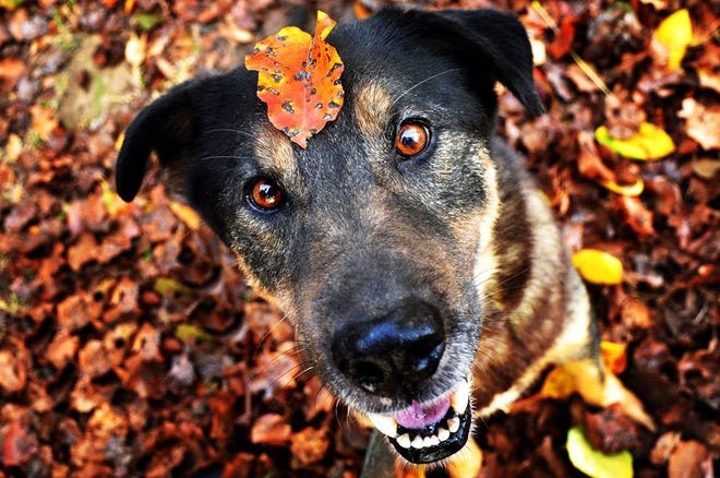 Sid is a 5-year-old shepherd mix. PHOTO SUBMITTED BY THE SEBASTIAN COUNTY HUMANE SOCIETY