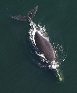 A right whale was spotted off Cumberland Island on Jan. 20. The next day, a calf was seen. (Photo by Sea to Shore Alliance, taken under NOAA research permit #15488.)