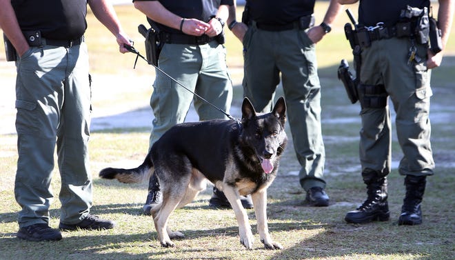 Chase stands with his handler and other Bay County Sheriff's Office deputies in Panama City on Thursday. K-9s from BCSO, the Panama City Police Department, the Panama City Beach Police Department, the Parker Police Department and BCSO's search and rescue volunteers received a total of about 25 oxygen masks and about 16 first aid kits. Terry Parris, organizer of the local 9/11 Stair Climb, made the donation on behalf of his organization. For a video from the event, visit newsherald.com. ANDREW WARDLOW/THE NEWS HERALD