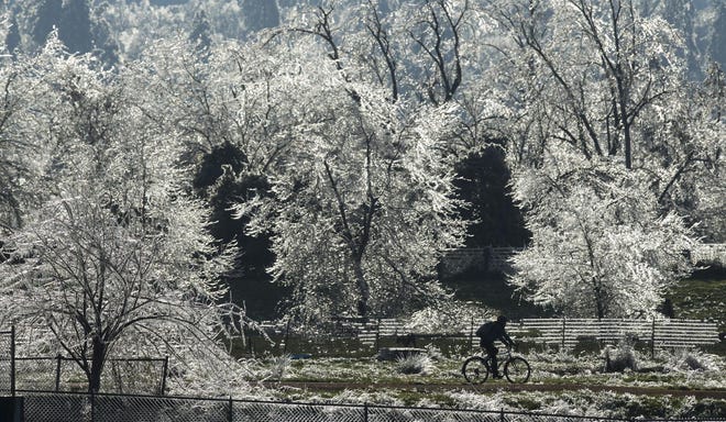 A bicyclist in Amazon Park passes ice-covered trees Friday afternoon. While temperatures warmed up some, it was not enough to melt the heavy coating of ice off trees. (Andy Nelson/The Register-Guard)