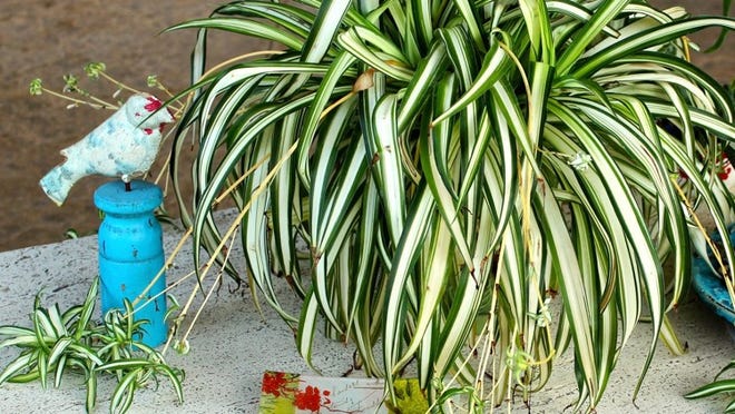Spider plant is easy to grow indoors. Just give it diffused light and moist soil. Once it produces offshoots, you can clip them and start new plants with them. Diana C. Kirby For American-Statesman