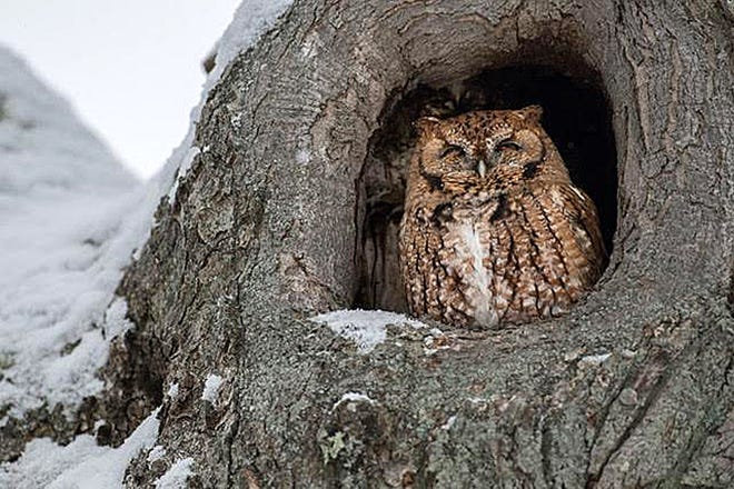 Photo by Steve Morello 

An eastern red phase screech owl in a local neighborhood.
