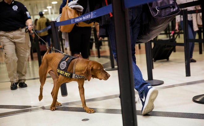 A TSA explosives detection dog sniffs passengers as they go through a security checkpoint at Hartsfield-Jackson Atlanta International Airport ahead of the Thanksgiving holiday in Atlanta, Wednesday, Nov. 23, 2016. (AP Photo/David Goldman)