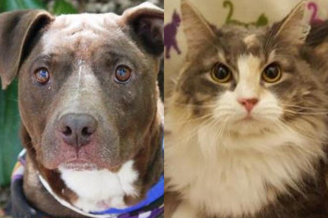 Beulah, left, and Kiki are available for adoption at the Spartanburg Humane Society.
