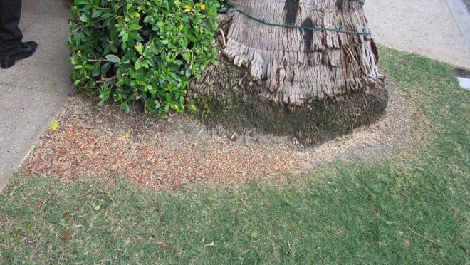 Bird seed covers the ground in front of this tree on Worth Avenue. Courtesy Town of Palm Beach.