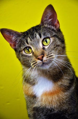 Kelly is a very active and loving 4-year-old domestic short hair cat. PHOTO COURTESY SEBASTIAN COUNTY HUMANE SOCIETY