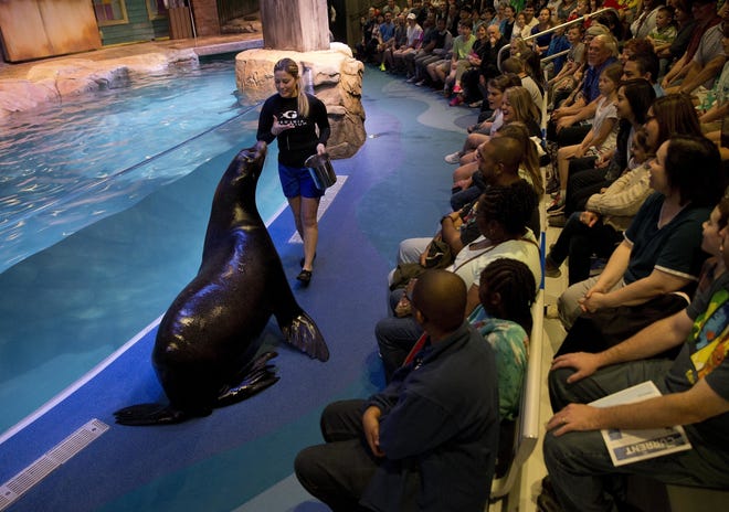 Trainer Caterina Bloomquist gives the crowd a close-up look at Nav an 500 pound California sea lion at the Georgia Aquarium Thursday, March 31, 2016, in Atlanta. As part of the aquarium's 10th anniversary celebration, it's introducing 14 rescued California sea lions. The sea lions come from California's Marine Mammal Center, which put out a call for aid during a mass stranding of sea lions on beaches. (AP Photo/John Bazemore)