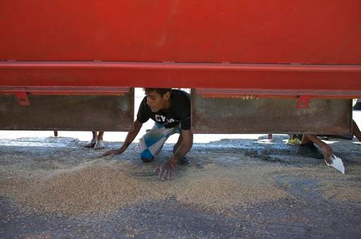 In this Nov. 14, 2016 photo, a young man collects rice that fell from a cargo truck waiting to enter the port and refill in Puerto Cabello, Venezuela, the port that handles the majority of Venezuela's food imports. At the ports, food sometimes rots even as 90 percent of Venezuelans say they can't afford enough to eat. (AP Photo/Ariana Cubillos)