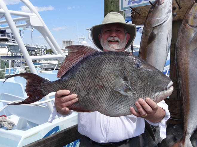 Triggerfish will remain closed for all of 2017. This triggerfish was caught in May aboard the Huntress with Capt. Mike Graef. TINA HARBUCK/THE LOG