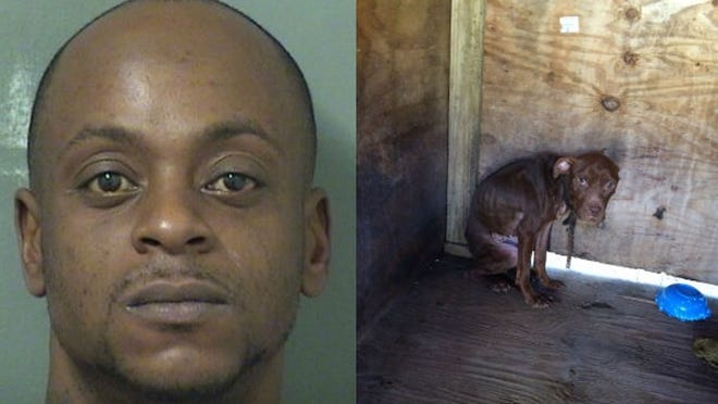 David Hayes is accused of mistreating a 1-year-old pit bull named Sparkles. (Photos provided by the Palm Beach County Sheriff’s Office and Palm Beach County Animal Care and Control)