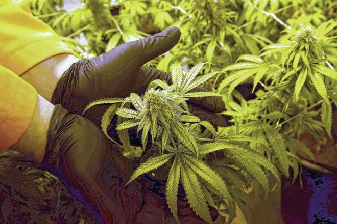 FILE - In this June 28, 2016 photo, Surterra Therapeutics Cultivation Manager Wes Conner displays the fully grown flower of one of their marijuana plants at their north Florida facility, on the outskirts of Tallahassee, Fla. The Florida Medical Marijuana Legalization Initiative, also known as Amendment 2, is on the Florida general election ballot. (Joe Rondone /Tallahassee Democrat via AP, File)