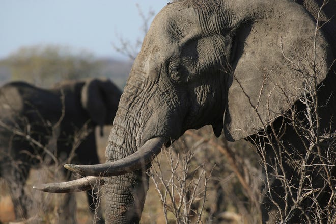 FILE - In this file photo taken Friday, Sept. 30, 2016, an elephant walks through the bush at the Southern African Wildlife College on the edge of Kruger National Park in South Africa. The Chinese government said in a statement released on Friday Dec. 30, 2016, it will shut down its official ivory trade at the end of 2017 in a move designed to curb the mass slaughter of African elephants.(AP Photo/Denis Farrell, FILE)
