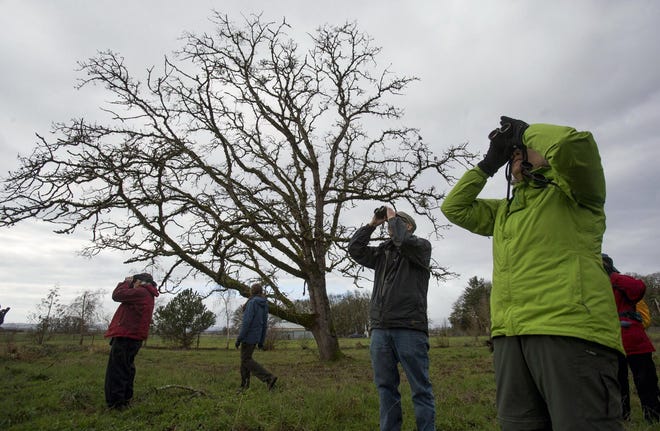 The Lane Audubon Society’s annual Christmas Bird Count is New Year’s Day in the Danebo area of Eugene. Team leaders will take groups into 27 areas. Sign up to participate by calling 541-343-8664. (Andy Nelson/The Register-Guard)