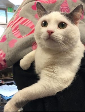 Ava, a 3-year-old cat, has been waiting since May to be adopted by a loving family. She is awaiting her new owner at the Beaver County Humane Society in Center Township.