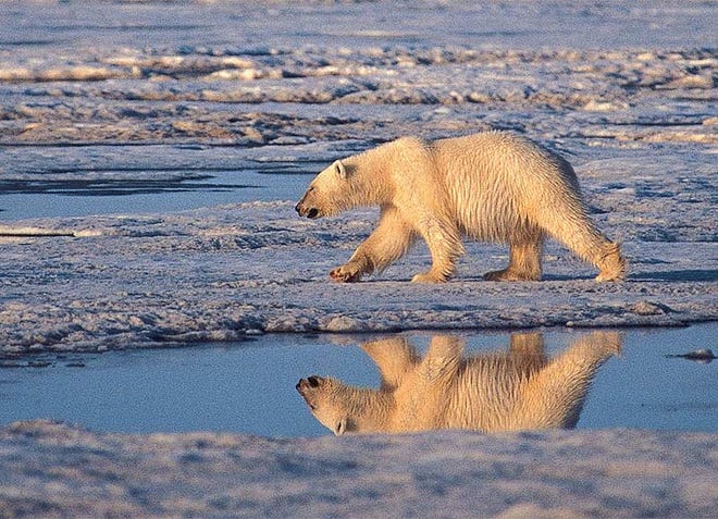 A polar bear is shown in the Arctic National Wildlife Refuge in Alaska.