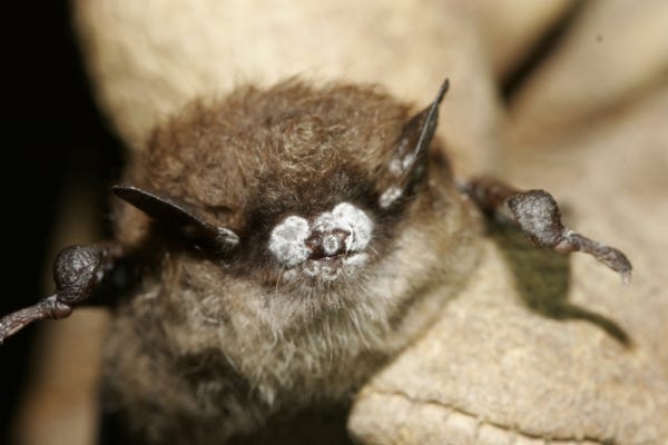 A brown bat with white-nose syndrome
