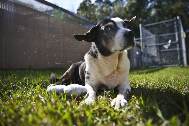 Rosemary, a mixed-breed dog that has been confined at Animal Services since 2011, relaxes in the play yard at Alachua County Animal Services on Thursday. Rosemary was deemed dangerous and taken from her owner after showing aggression towards other dogs. (Andrea Cornejo/ Staff photographer)