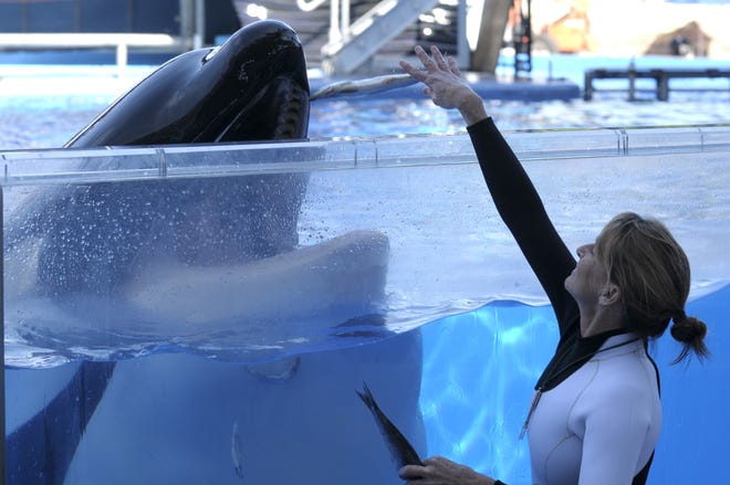 Kelly Flaherty Clark, right, director of animal training at SeaWorld Orlando, works with killer whale Tilikum during a training session at the theme park's Shamu Stadium in Orlando, Fla., on March 7, 2011. (AP Photo/Phelan M. Ebenhack, File)