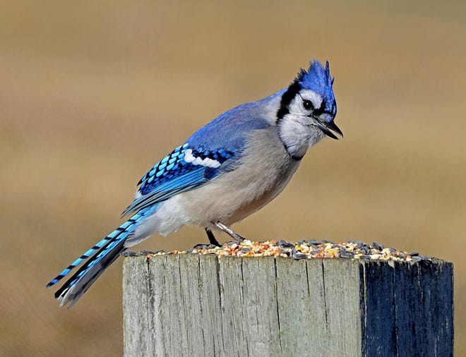 Acorn hoarding by blue jays is important to the spread of oak trees. Photo by Rodney Campbell