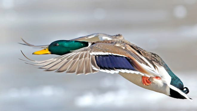 A mallard drake lands on a pond in Yukon. Only one week remains in Oklahoma's duck hunting season, which generally has been considered a poor one for the state's waterfowl hunters. [PHOTO BY STEVE GOOCH, THE OKLAHOMAN]