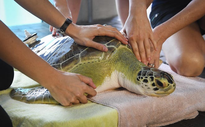 Handlers calm a sea turtle named Captain at Mote Marine in Sarasota on Wednesday as they prepare her to be transferred to a van and taken to her new home. After a nearly four-hour drive, which Captain spent in a foam-padded kiddie pool, she had arrived at her new spot: Broward County's yet-to-open Carpenter House Marine Environmental Education Center. (Rachel O'Hara/Gatehouse Media)