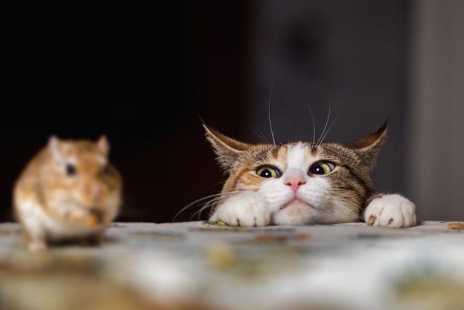 Only cats are amused by vermin. IMAGE / ISTOCK