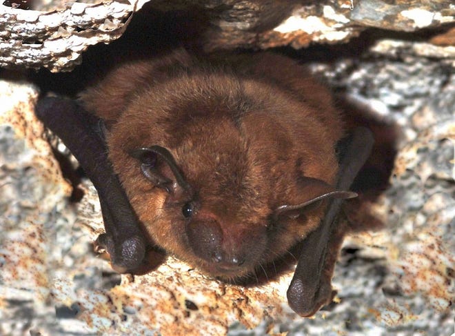This is a little brown bat. Some members of the species that lives in the northeastern United States have developed resistance to a devastating fungal infection that has decimated bat populations, according to UNH researchers. Photo/Courtesy of UNH