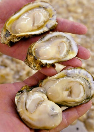 Fresh shucked oysters are seen at a restaurant in Bayou La Batre, Alabama, in this file photo. (AP Photo/Mobile Register, Mike Kittrell, File)