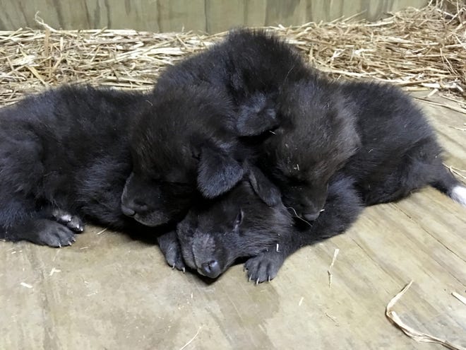 This Jan. 3, 2017 photo provided by the Little Rock Zoo shows three maned wolf cubs, one male and two females, resting at the zoo in Little Rock, Ark. The zoo announced Wednesday, Jan. 11, 2017, the pups were born Dec. 21. The animals are native to South America. (Kate Barszczowski/Little Rock Zoo via AP)