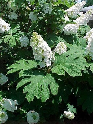 Missouri Botanical Garden/Special Oakleaf hydrangea is a coarse-textured native deciduous shrub that works well as a planting under larger trees. Each summer, oakleaf hydrangea puts up huge cone-shaped clusters of white flowers that will stay for months, eventually changing to a light pink or purple.