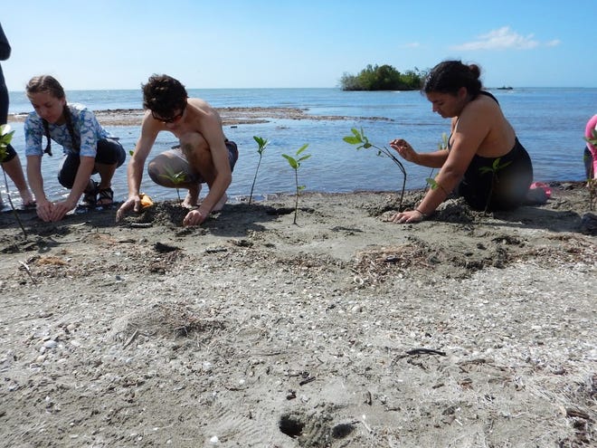 Bloomfield students Madison Steele, left, Quintin Adams and Drew Acoff plant black mangrove seeds as part of a service project in Tunas de Zaza, Cuba. PHOTO PROVIDED/FELICE PRINDLE