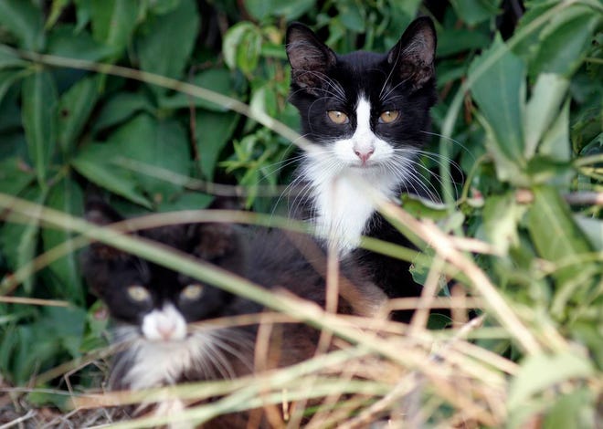 Feral cats are in fact rarely aggressive, often not even when cornered.