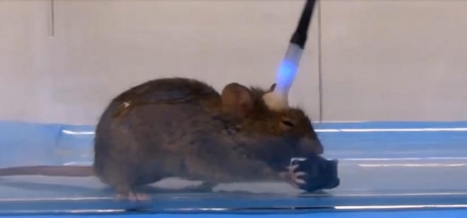 A team of scientists have employed a technique called optogenetics that manipulates neurons using light to make mice go all Hulk on prey. VIA WASHINGTON POST