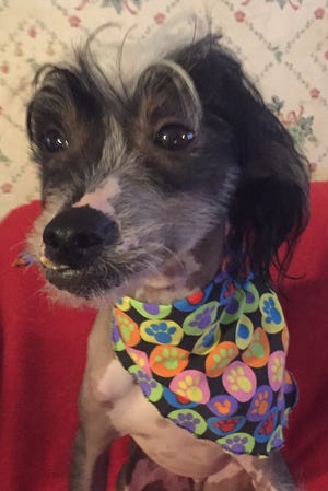 Lewis, a 2-year-old Chinese Crested, is Tri-County Animal Rescue's Pet of the Week. Photo courtesy of Joann Hager.