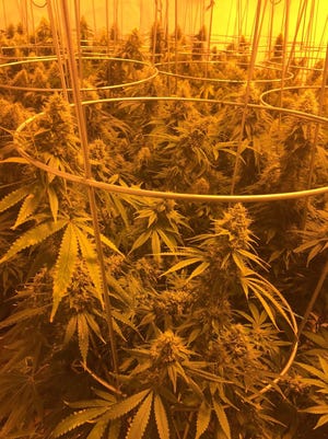 Over 190 marijuana plants were found at a home in Adelanto on Wednesday. Authorities said the home was being used as a THC extraction lab and are still attempting to identify the suspects responsible. Photo courtesy of the San Bernardino County Sheriff's Department.
