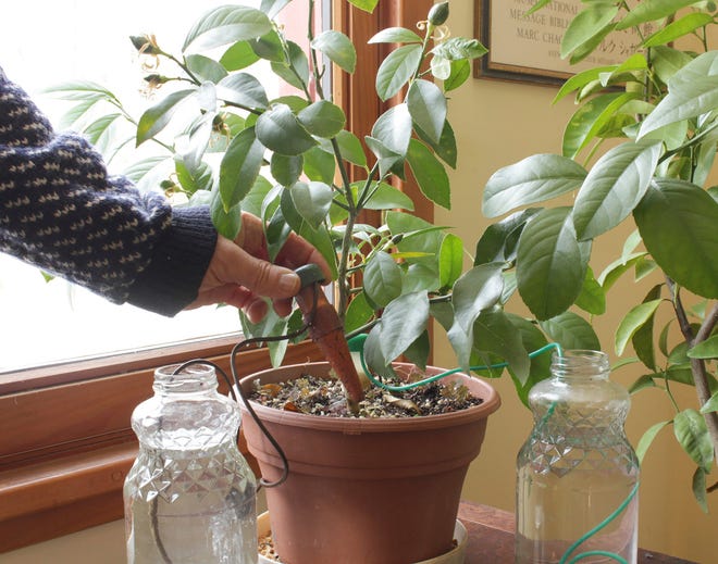 This undated photo shows a lemon tree in New Paltz, N.Y. The plant will be able to go a long time without water because of the “watering cone” being pushed into the soil; the cone draws water from the neighboring jar as the potting soil dries out. (Lee Reich via AP)