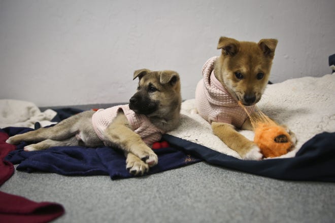 Korean Jindo-mix puppies Bernard and Louie play at the Alachua County Humane Society in Gainesville. The pair are among almost early 200 dogs rescued from a South Korean meat farm in early December. ANDREA CORNEJO/AP