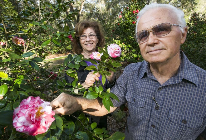 Joseph, right, and Zlata Sabo, have more than 200 camellia bushes in bloom on their property in Southwest Ocala, Monday afternoon January 23, 2017. The Sabos have been growing camellias for years and are looking forward to the camellia show sponsored by the Ocala Camellia Society this Saturday at Silver Springs State Park. The show runs from 1-5 p.m. and will feature more than 1,000 blooms from over 40 exhibitors. (Doug Engle/Ocala-Star-Banner)2017