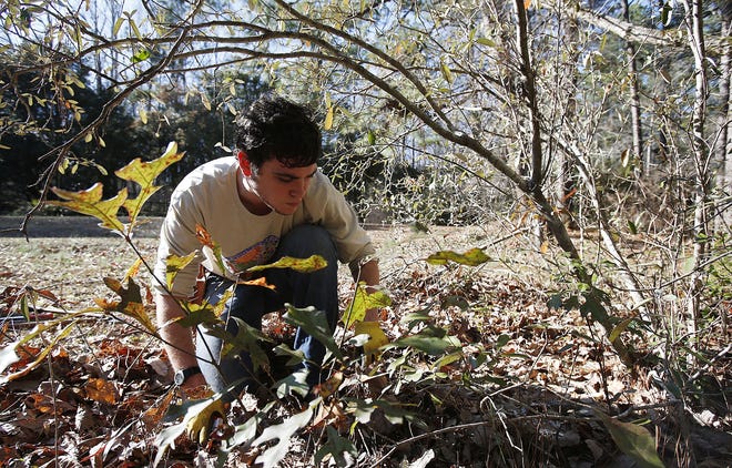 Lennon Luckadoo, a junior from Tulsa, Okl. majoring in environmental science at the University of Alabama, pulls weeds from around a section of Alabama croton trees at the UA Arboretum in Tuscaloosa on Monday.  Staff Photo/Erin Nelson