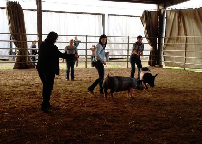 4-H'ers present at the swine show.
