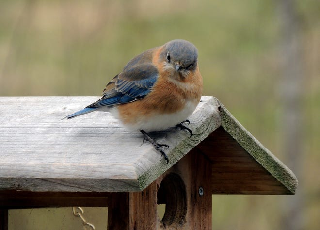 James Kunkle, Cleveland County's N.C. Bluebird Society coordinator, shares details on how to attract bluebirds to your yard in February and March. Special to The Star
