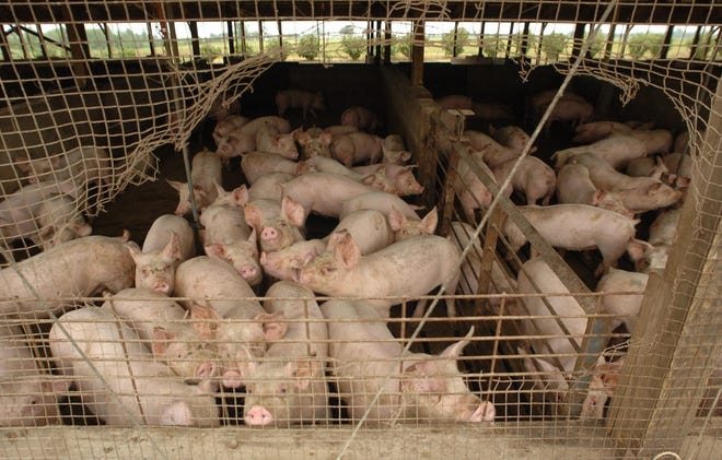 The New Hanover County school board has joined a lawsuit against the state Attorney General’s office, asking that millions of dollars in settlement money be given to public schools. The money comes from an agreement Smithfield Foods signed with the state in 2000 to fund studies to develop alternative ways of dealing with swine waste from the company’s hog farms. [STARNEWS FILE PHOTO]
