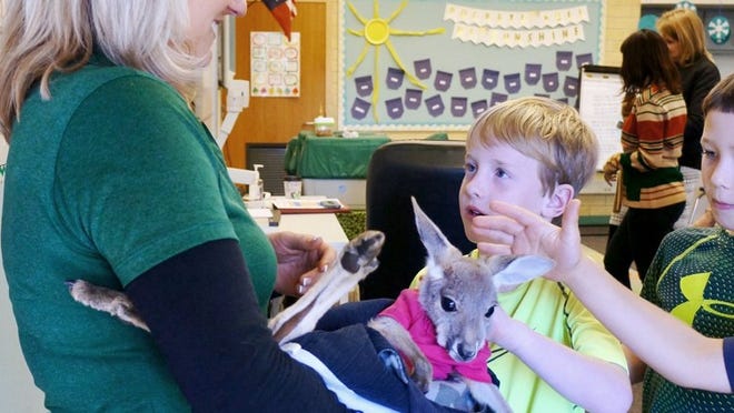 Courtney Cortina-Pineda of Wild Things Zoofari shows 8-year-old Eanes Elementary School students J.B. Withers (left) and Nate Schmidt a baby kangaroo during the school’s Science Day on Jan. 26.(SUZANNE MAJORS DAVIS FOR WESTLAKE PICAYUNE)