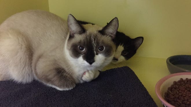 The MSPCA is looking for homes for dozens of cats removed from a hoarding house in Fall River on Tuesday.