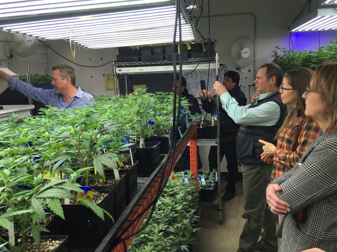In this Jan. 31, 2017 photo, Denver marijuana grower Tim Cullen, left, shows young marijuana clones to out-of-state agriculture officials on a grow warehouse tour organized by the Colorado Department of Agriculture in Denver. Colorado's Agriculture Department is opening up its marijuana knowledge to other states and encouraging them to plan now for the possibility of regulating farmers growing a plant that violates federal law. (AP Photo/Kristen Wyatt)