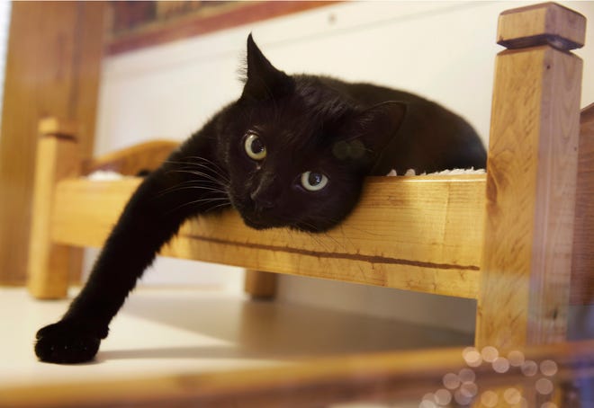 In this Tuesday, Aug. 4, 2015, file photograph, a black cat lounges on a small bed in Morristown, N.J. New Jersey could become the first state to prohibit veterinarians from declawing cats. The bill’s sponsor said declawing is “a barbaric practice” that more often than not is done for convenience. The American Veterinary Medical Association opposes the law and said declawing is a last option if behavior modification fails. (AP Photo/Mel Evans, File)