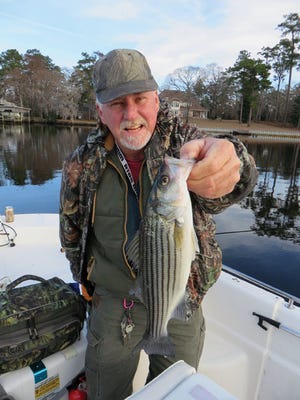 Striped bass can tolerate a wide range of salinities and temperatures. They offer great sport in brackish water in all seasons.
