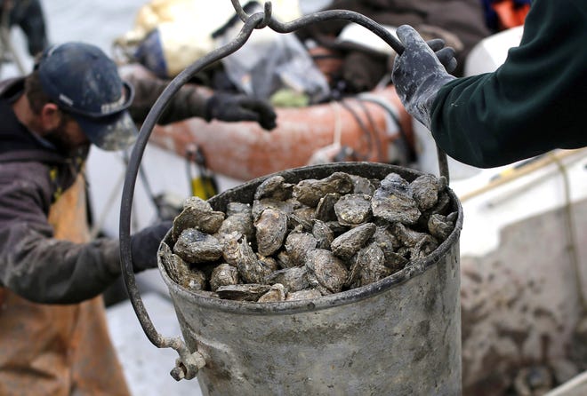 Oysters are unloaded on Deal Island, Maryland. File Photo/The Associated Press