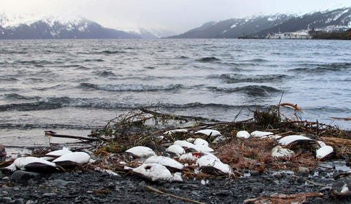FILE - In this Jan. 7, 2016 file photo, dead common murres lie washed up on a rocky beach in Whittier, Alaska. A year after tens of thousands of common murres, an abundant North Pacific seabird, starved and washed ashore on beaches from California to Alaska, researchers have pinned the cause to unusually warm ocean temperatures that affected the tiny fish they eat.